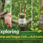 Exploring whip-and-tongue, cleft, and bud grafting