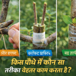 Softwood vs. Hardwood Cuttings: Which species respond best to each