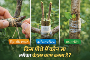 Softwood vs. Hardwood Cuttings: Which species respond best to each